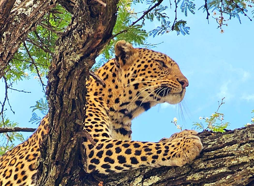 Leopard Serengeti top of tree