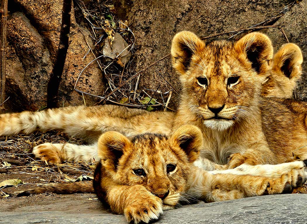 Lion cubs