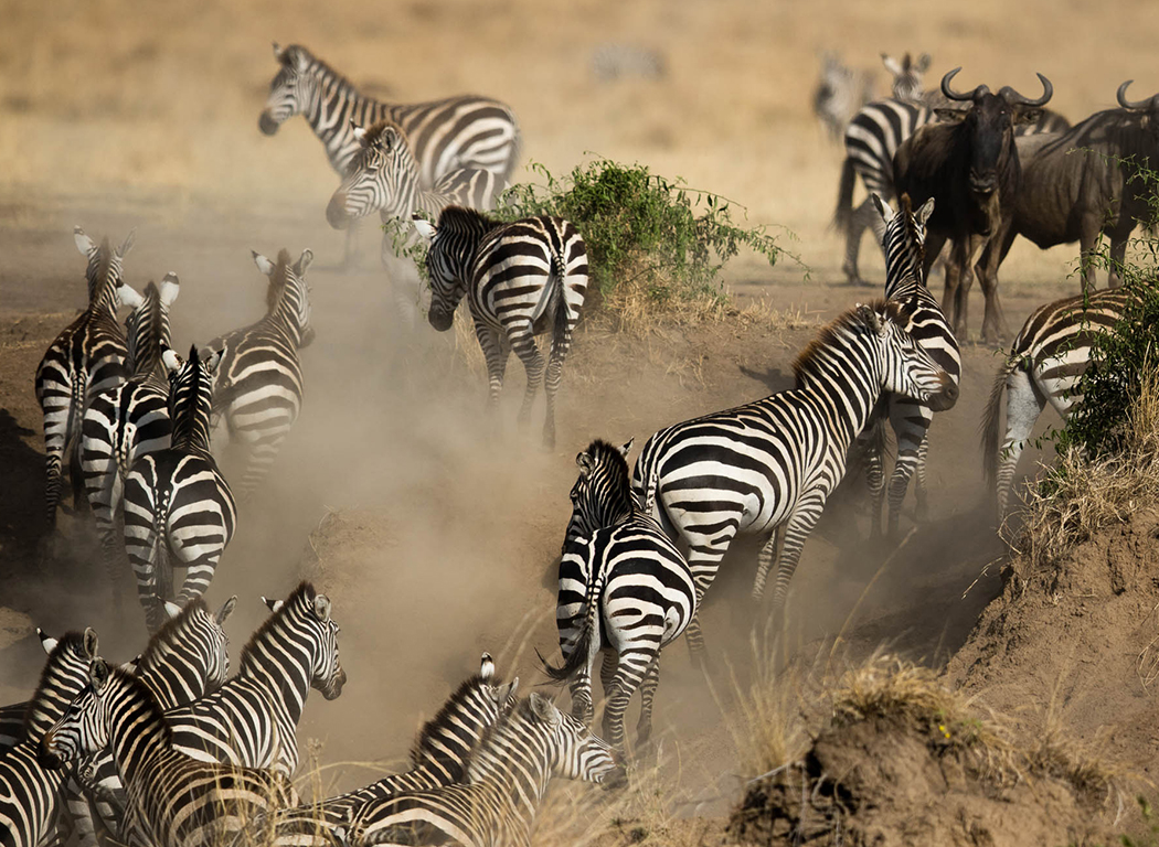 migration zebra and wildebeest